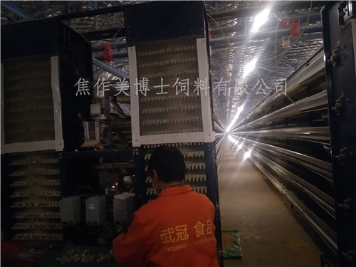 全自動鵪鶉養(yǎng)殖200萬只規(guī)模使用美博士鵪鶉飼料